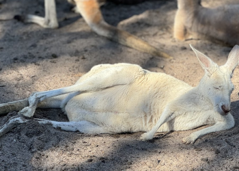【珀斯】擁抱自然與藝術：凱維森野生動物園與西澳藝術館的精彩一日遊