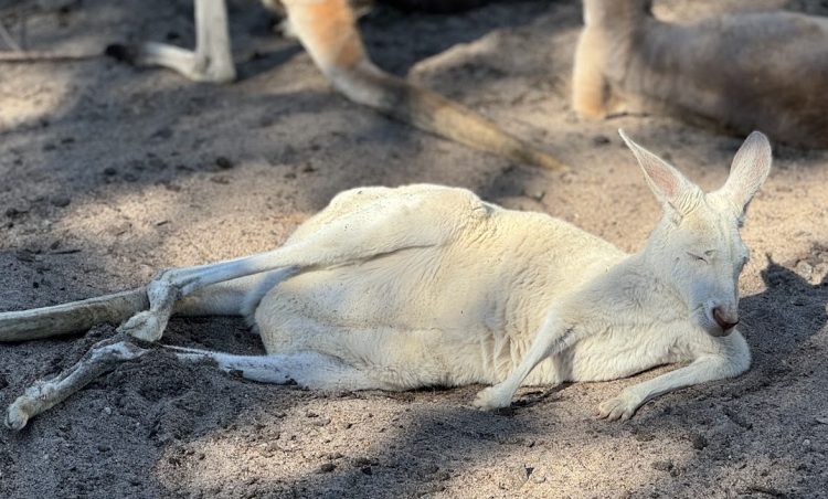 【珀斯】擁抱自然與藝術：凱維森野生動物園與西澳藝術館的精彩一日遊
