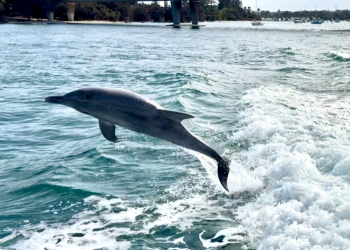 【珀斯】追尋微笑矮尾鼠的足跡：羅特尼斯島一日遊